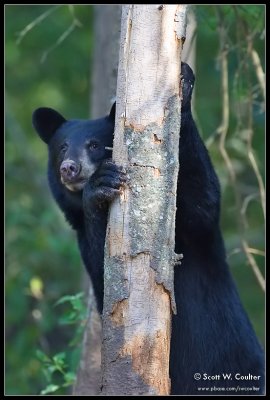 Black bear - MN - August 2007