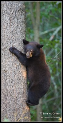 Black bear - MN - August 2007