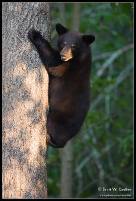 Black Bears