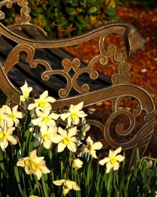 Bench with Daffodils