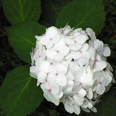 Hydrangea