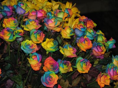 Multicolor Roses