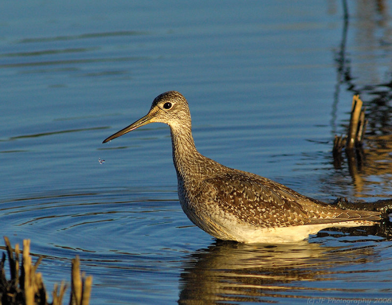 _JFF0098 Greater Yellow Legs LL Water Drop.jpg