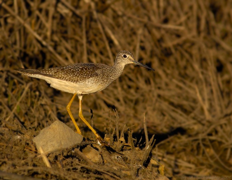 _JFF0150 Yellow Legs On Shore.jpg