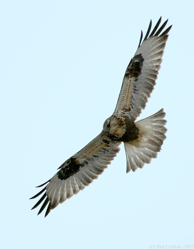 _JFF6415 Rough Leged Hawk.jpg