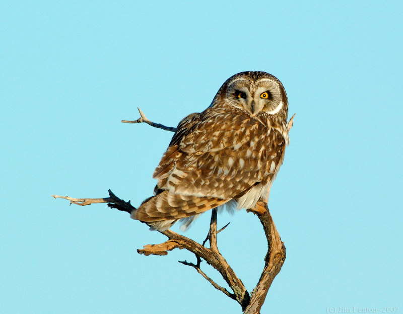 _JAF9640 Short Eared Owl Perched Blue Sky.jpg