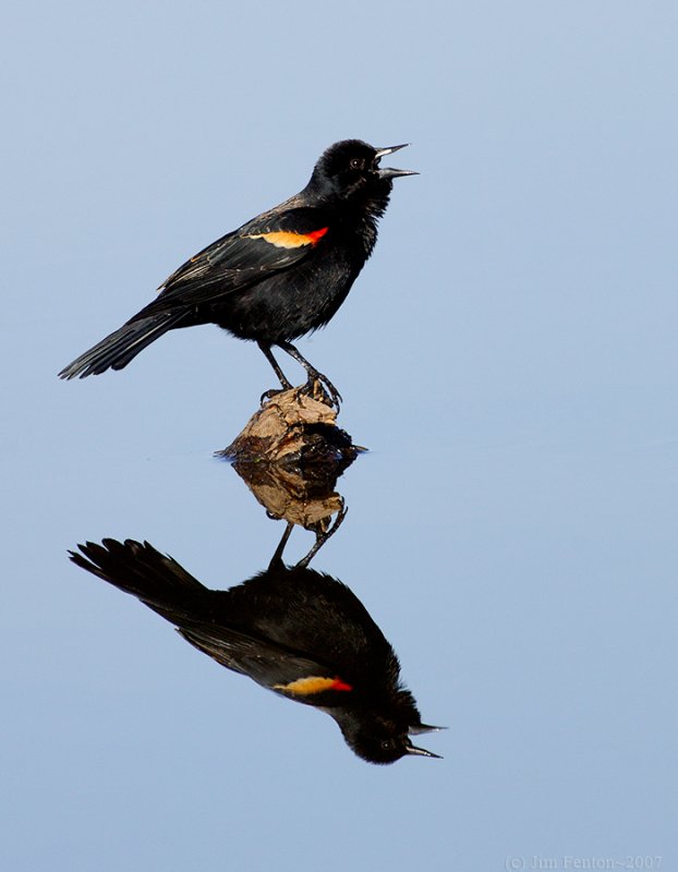 _JFF9656 Red Wing Black Bird Reflection