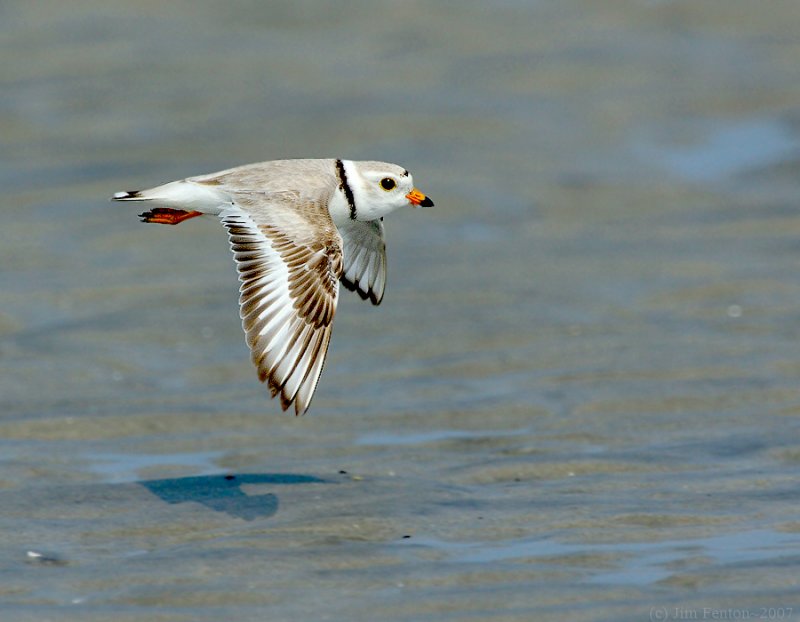 NAW4664 Male Piping Plover Flight