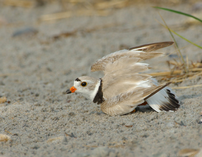 NAW4335 Piping Plover Nest Diversion Display