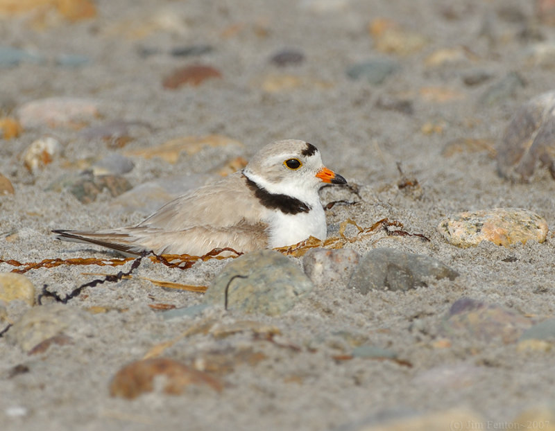 NAW4365 Piping Plover Back on Nest.