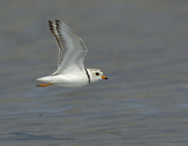 NAW4667 Piping Plover in Flight.