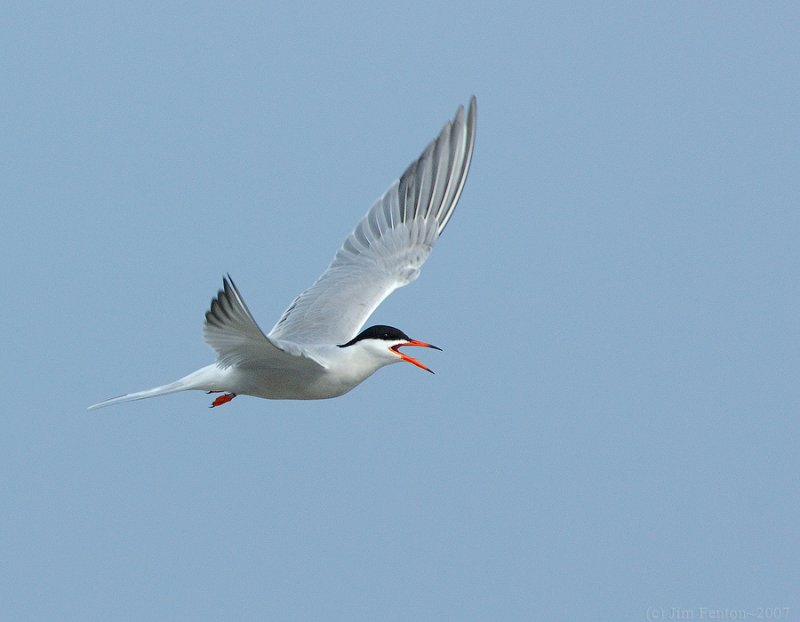 _NAW3803 Common Tern In Flight.jpg