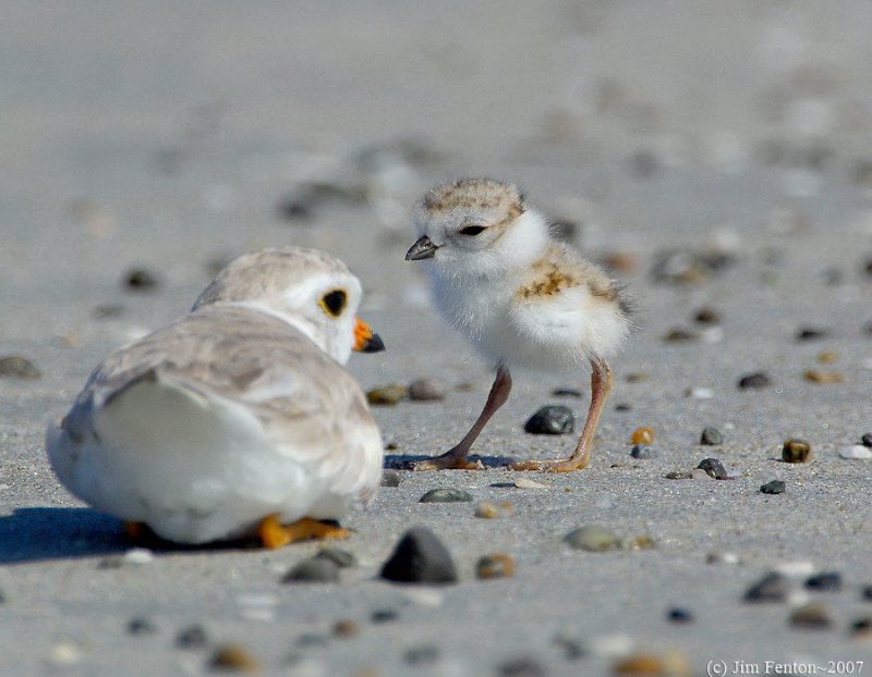 JFF8009 Piping Plover  Parent and Chick relaxing
