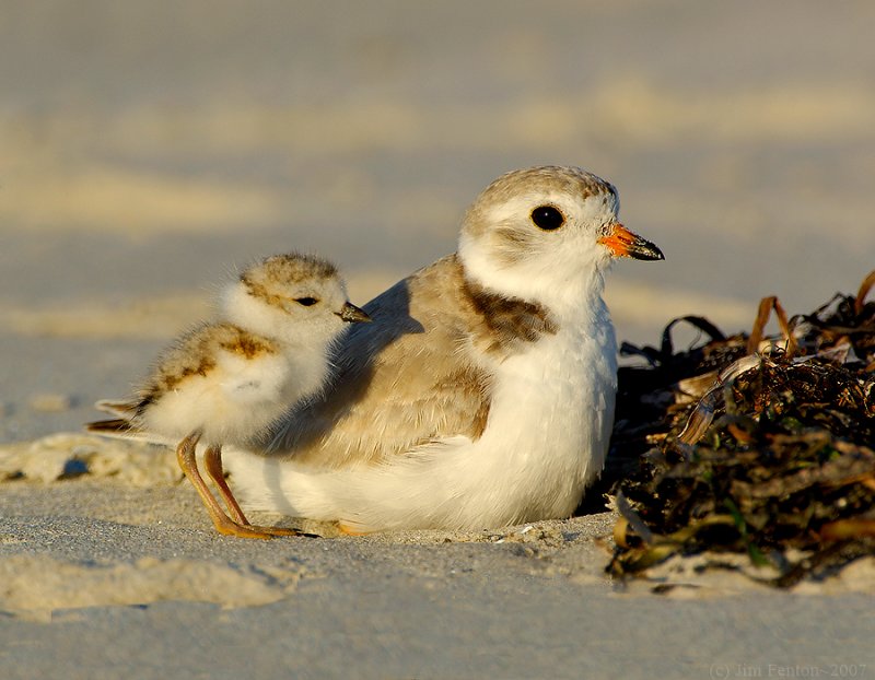 JFF8393 Piping Plover Parent and chick