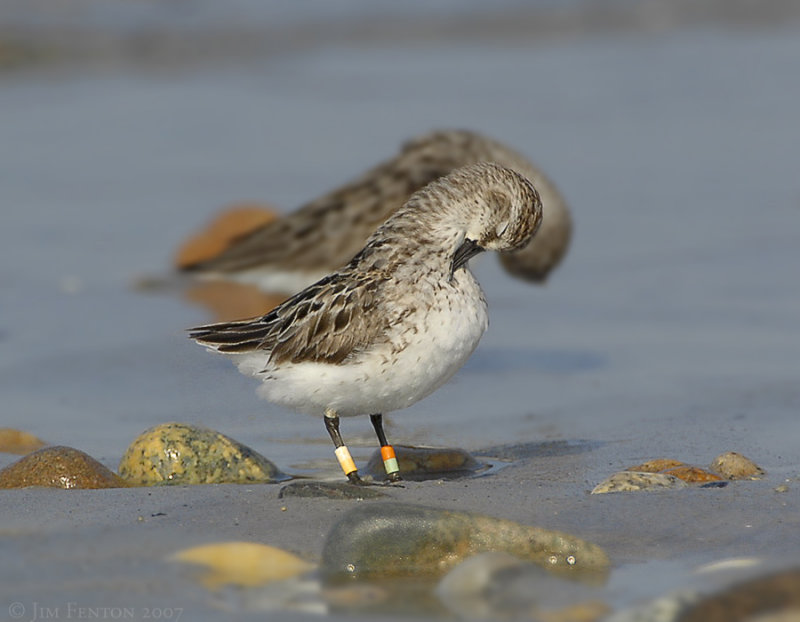 _JFF2972 Semipalmated Sandpiper With Leg Bands