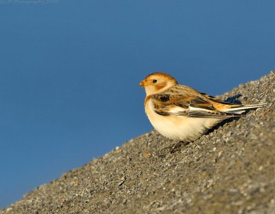 _JFF0783 Snow Bunting on Mound 2.jpg