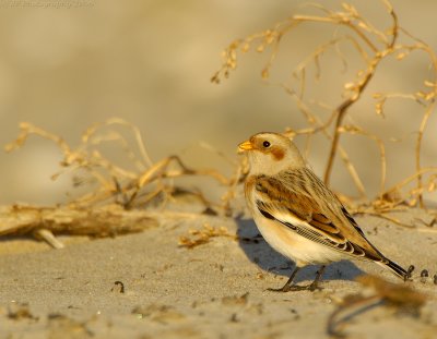 _JFF0870 Snow Bunting ~ Long Light.jpg