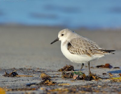 _JFF0796 Sanderling Sandy Poit.jpg