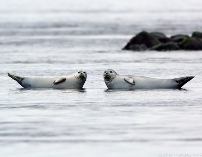 _JFF2633 Harbor Seals in winter at Salisbury