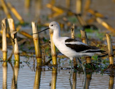 avocet