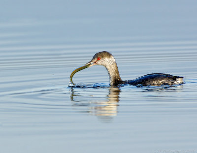 _JFF3502 Horned Grebe with Prey.jpg