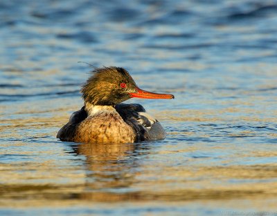 _JFF3354  Red Breasted Merganser Looking Right.jpg
