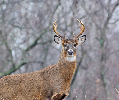 _JFF3670 Deer Looking R.jpg