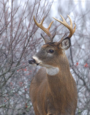 _JFF3714 Deer Profile Look Left.jpg