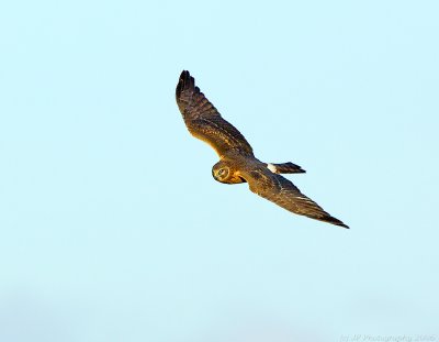 _JFF3784 Northen Harrier in Flight, Parker River National Wildlife Refuge, Newbury, Massachusetts