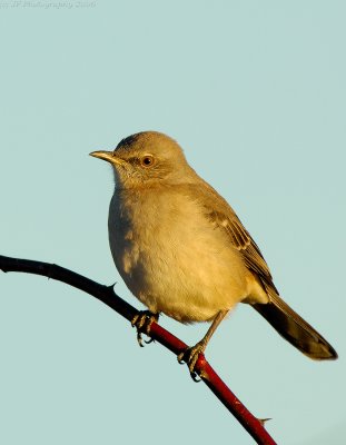 _JFF4560 Northern Mockingbird at Sunset