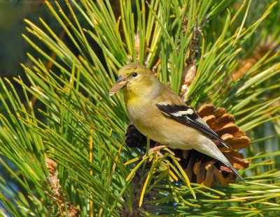 _JFF3842 American Goldfinch Eating Pine Seeds