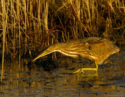 _JFF5661 American Bittern Walk Stalking.jpg