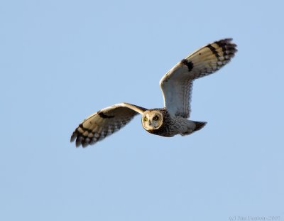 Short Eared Owl in Flight