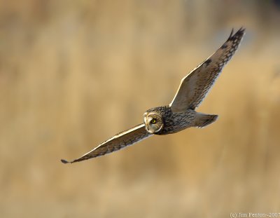 Short Eared Owl in Flight