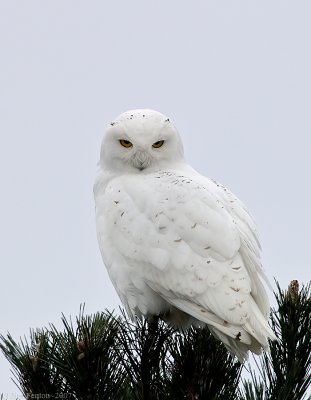 _JFF6227 Snowy Owl PM Looking Down.jpg