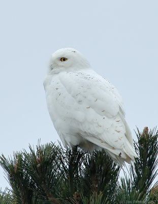 _JFF6229 Snowy Owl PM LL.jpg