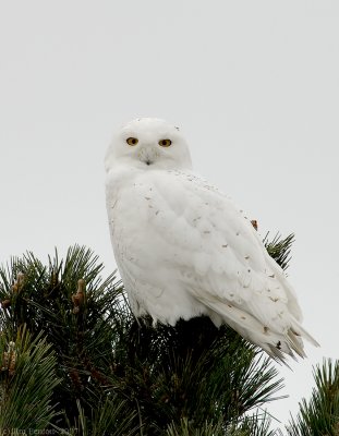 _JFF6571 Snowy Owl in Pines~Plum Island