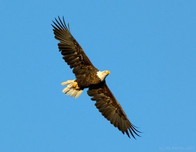 _JFF7141_Bald Eagle In Flight