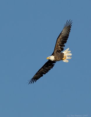 _JFF7065 Bald Eagle Adult Fly Left.jpg