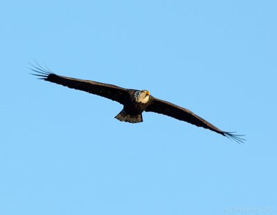 _JFF7121 Bald Eagle Adult Head On.jpg