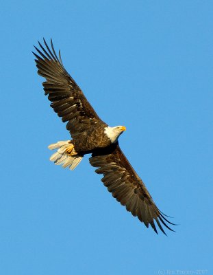 _JFF7141 Bald eagle Young Adult Fly Right.jpg