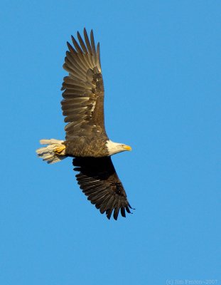 _JFF7145 Bald Eagle Fly Right.jpg