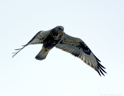 _JFF6387 Rough Legged Hawk.jpg