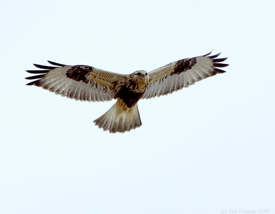 _JFF6481Rough Legged Hawk.jpg