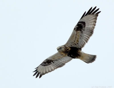 _JFF6495 Rough Leged Hawk.jpg