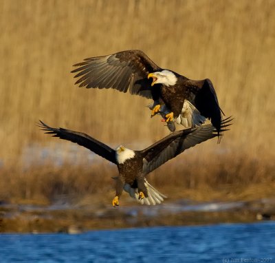 _JFF6868 Eagle Attack at Water.jpg