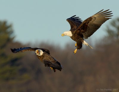 _JFF6880 Eagle Attack 2.jpg