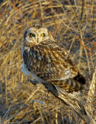 _JAF9474 Short Eared Owl Branch at Dawn.jpg