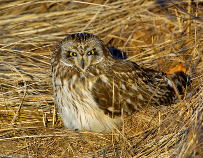 _JAF9555 Short eared Owl at Roost.jpg