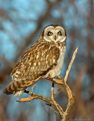 _JAF9688 Short Eared Owl Perched.jpg